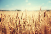 Obraz Zlaté pšeničné pole